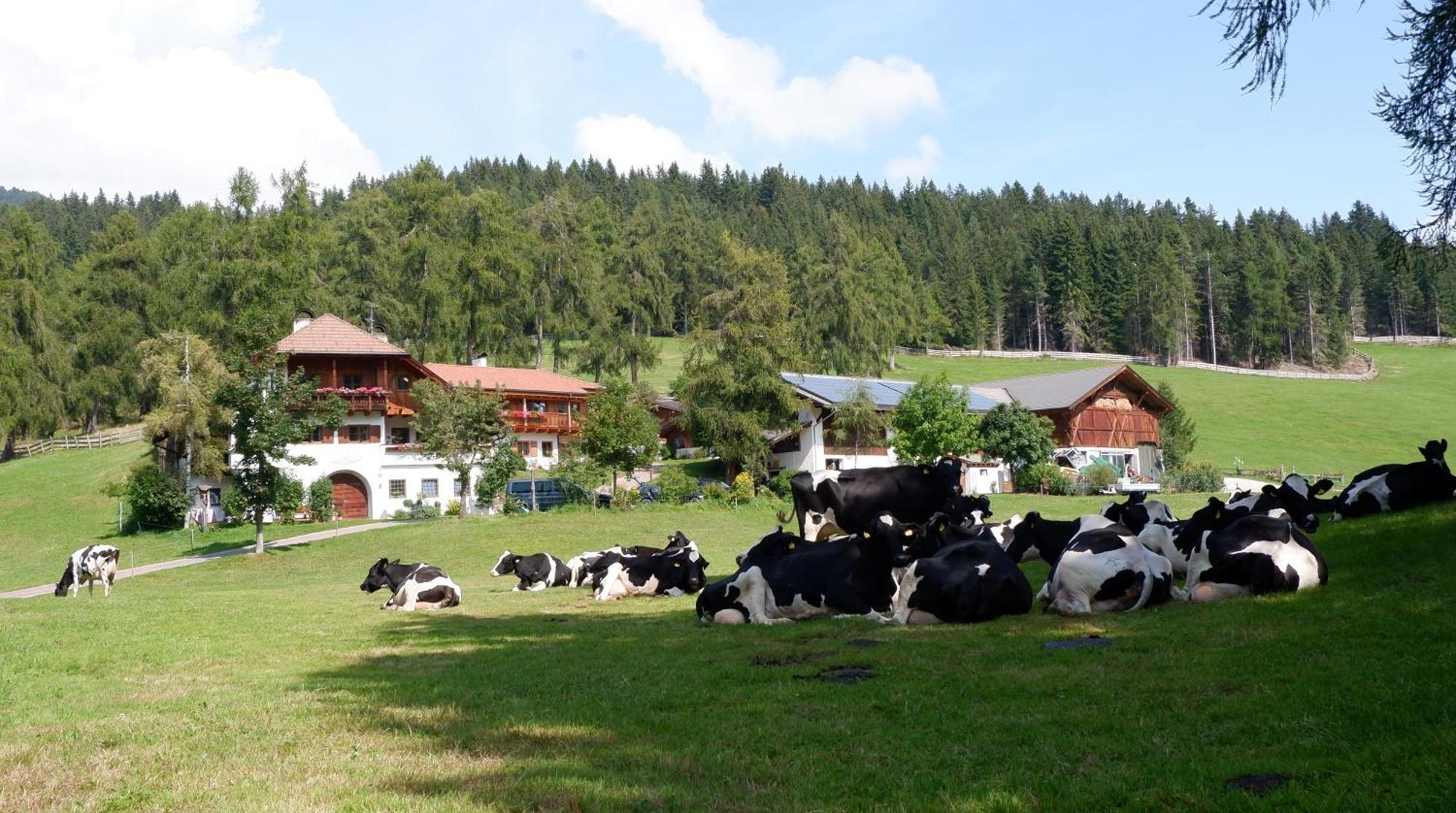 Laerchhof Villa Collalbo Dış mekan fotoğraf